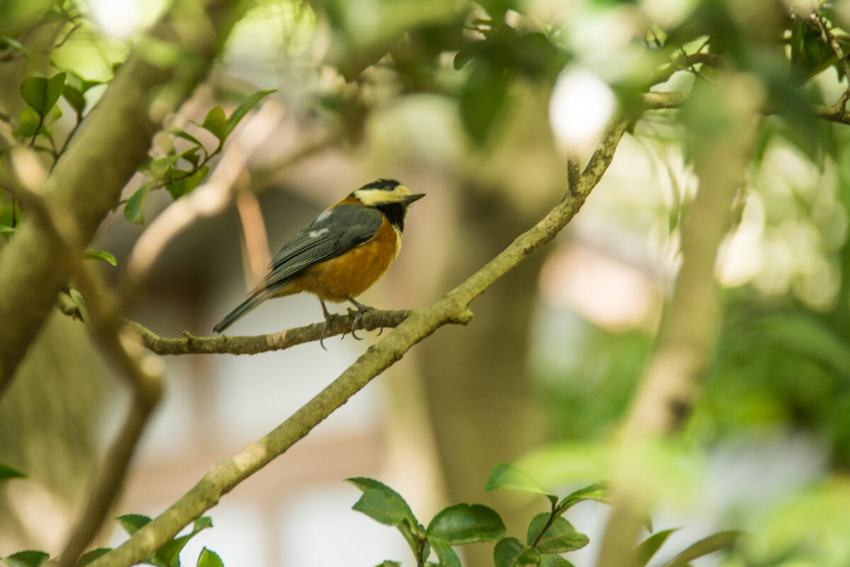 Imaginomades-Japon-Tokyo-temple-shinto-Meiji-jingu-parc-oiseau