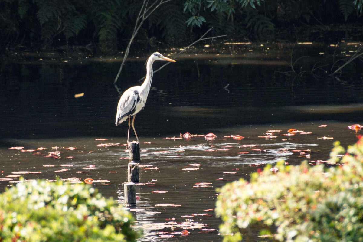 Imaginomades-Japon-Tokyo-temple-shinto-Meiji-jingu-parc-oiseau-heron