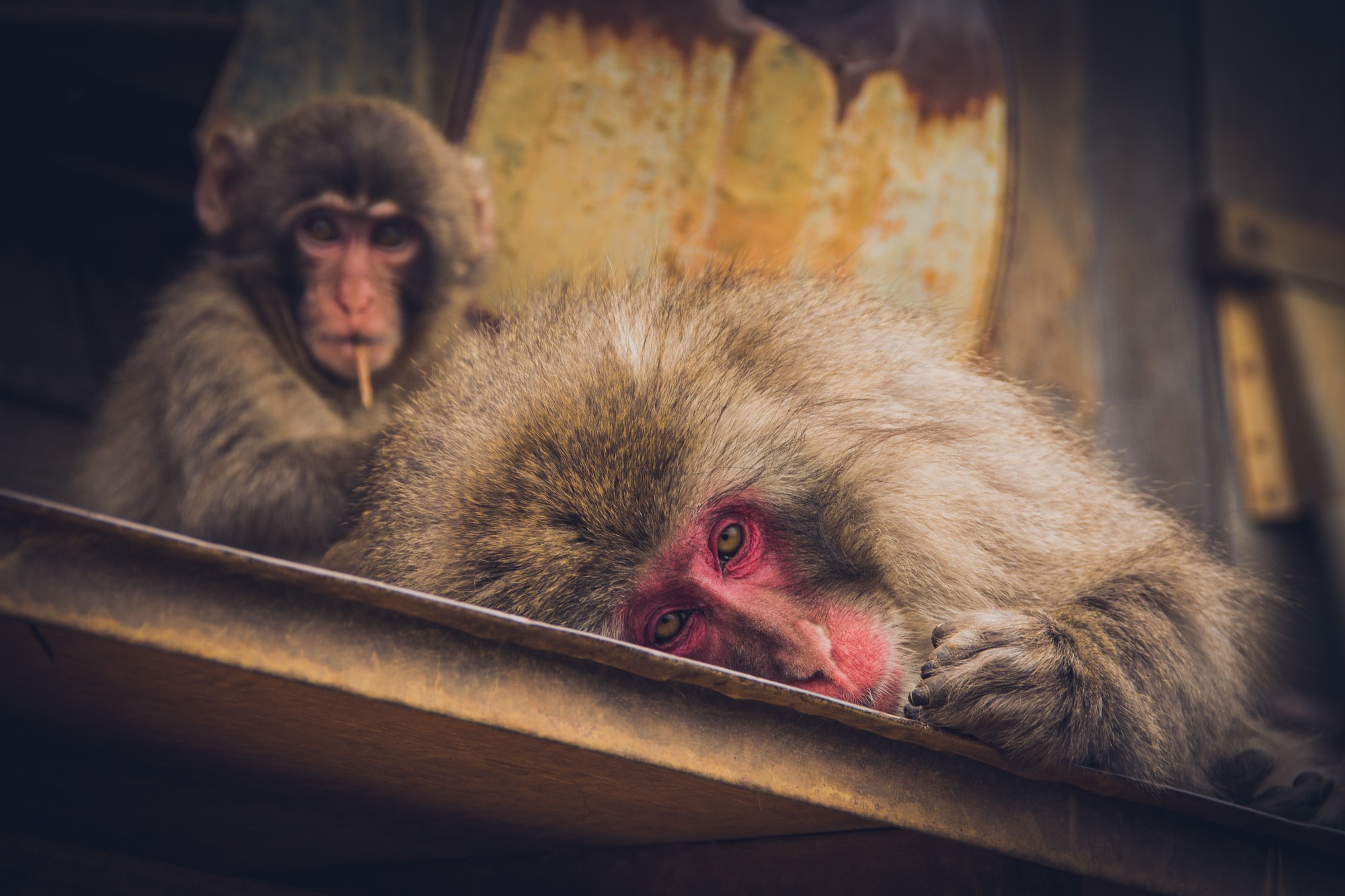 Module 4 : La photo animalière