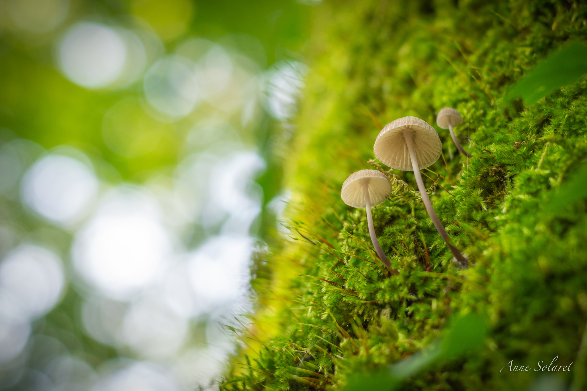 Module 4 : La profondeur de champ