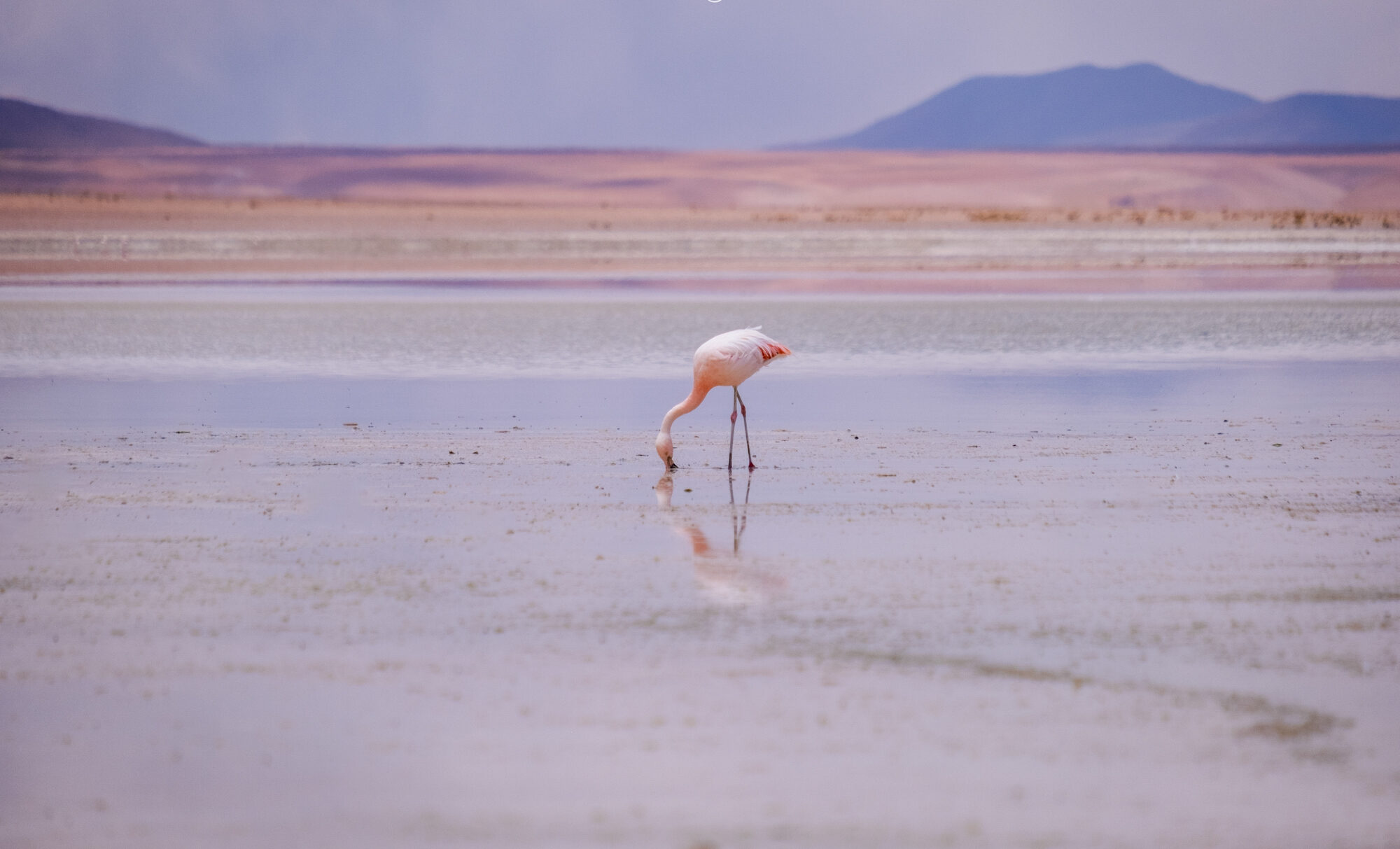 Imaginomades-Bolivie-sud-Lipez-flamant-rose-lagune-pastel