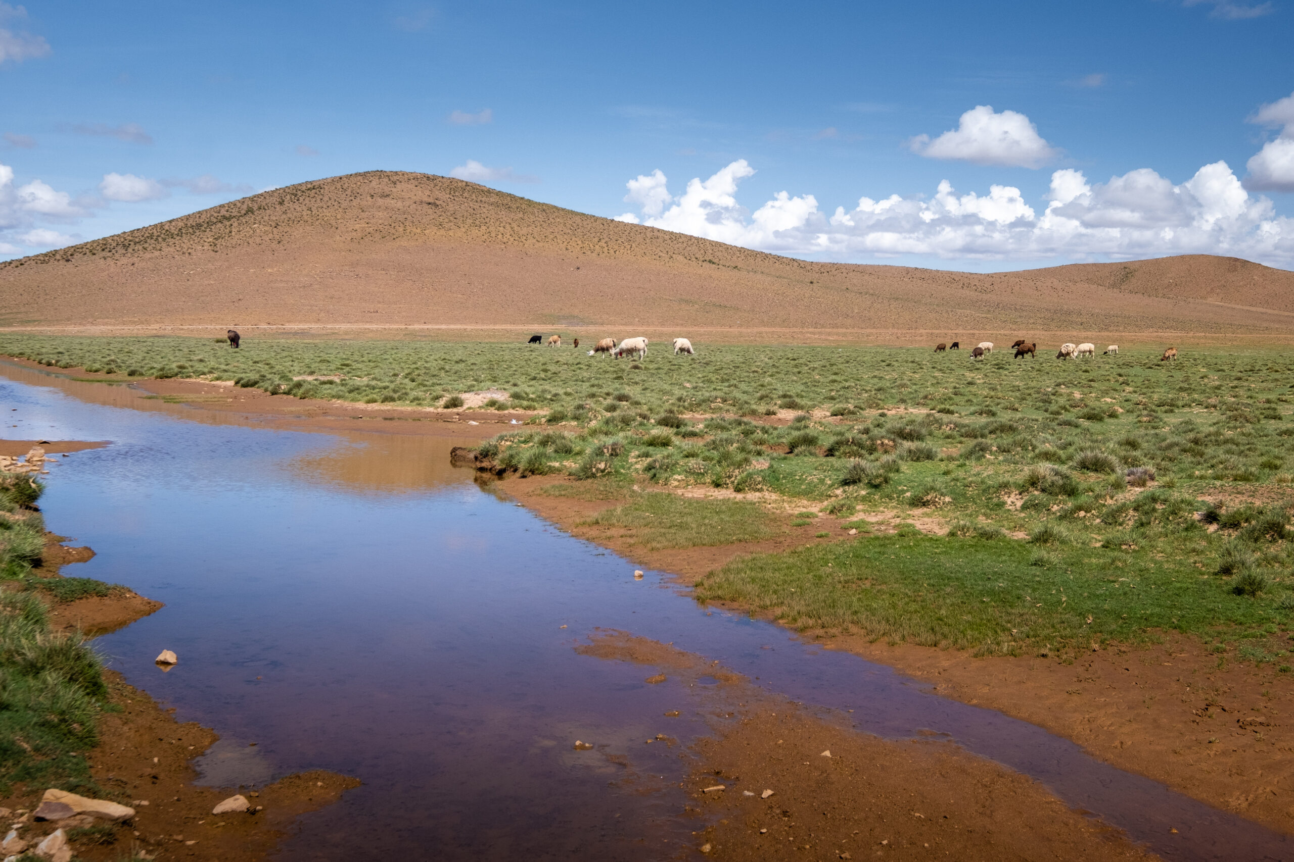 Imaginomades-Bolivie-sud-Lipez-lamas