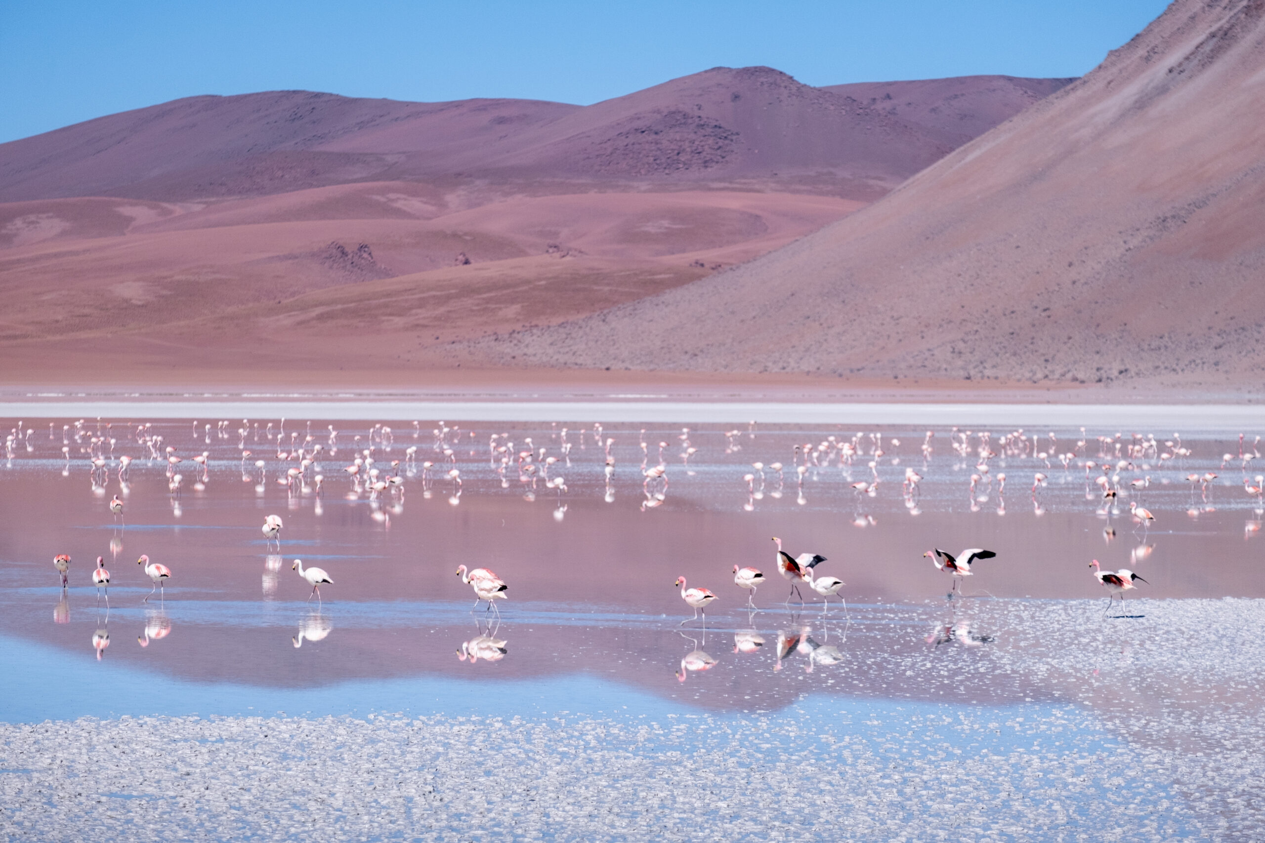 Imaginomades-Bolivie-sud-Lipez-laguna-Hedionda-flamants-roses